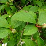 Stewartia pseudocamellia Folla