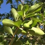 Strychnos spinosa Blatt