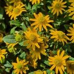 Sanvitalia procumbens Libunga