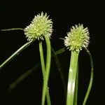 Cyperus hortensis Fruit