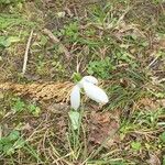 Galanthus plicatus ᱵᱟᱦᱟ