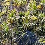 Dracaena steudneri Blatt