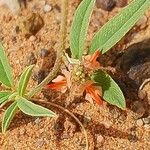 Indigofera senegalensis Flower