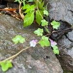 Cymbalaria pallida 花