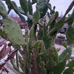 Opuntia maxima Blatt