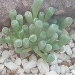 Fenestraria rhopalophylla Foglia