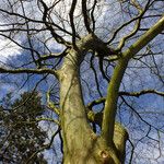 Platanus × hispanica Bark