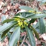 Daphne laureola Flower