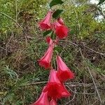 Lapageria rosea Floro