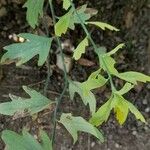 Romneya coulteri Folha