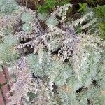 Artemisia arborescens برگ