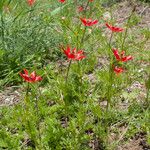 Adonis flammea Habit