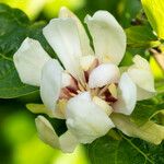 Magnolia hypoleuca Kvet