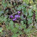 Hepatica nobilis Habit