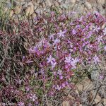 Limonium insigne Flower