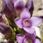 Gentianella campestris Blüte