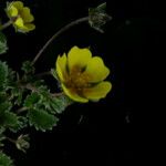 Potentilla argyrophylla Natur