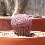 Echinocereus rigidissimus 叶