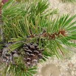 Pinus contorta পাতা