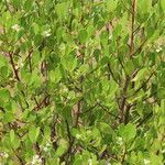 Lumnitzera racemosa Lehti