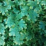 Selaginella uncinata برگ