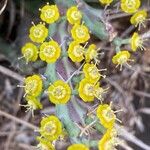 Euphorbia graciliramea Kvet