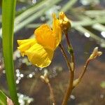 Utricularia australis Habit