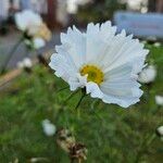 Cosmos caudatusBlüte