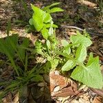 Lactuca floridana 葉