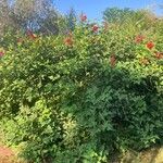 Erythrina herbacea عادت داشتن