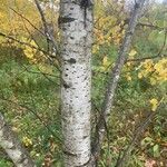 Populus tremuloides Bark