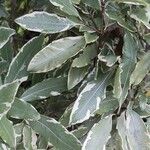 Pittosporum eugenioides Fuelha