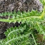 Cirsium spinosissimum Leaf