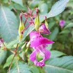 Impatiens glanduliferaFlower