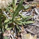 Stenotus acaulis Hoja