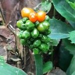 Arisaema dracontium Blatt