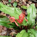 Scadoxus multiflorus ᱵᱟᱦᱟ