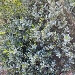 Simmondsia chinensis Blatt