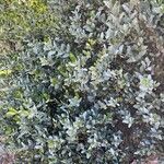 Simmondsia chinensis Φύλλο