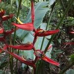 Heliconia tortuosa Цвят