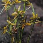 Cyperus flavescens Blomst