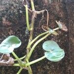 Heteranthera reniformis Leaf