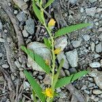 Chamaecrista glandulosa ശീലം