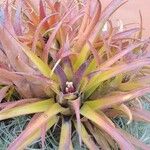 Aechmea recurvata Folha