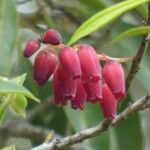 Agarista salicifolia Flower