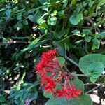 Clerodendrum buchananii 花