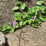 Ipomoea pes-capraeLehti