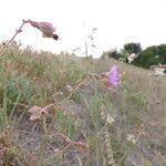 Mirabilis albida Hábitos