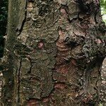Acer pseudoplatanus Ekosanga