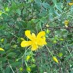Hypericum kouytchense Fula